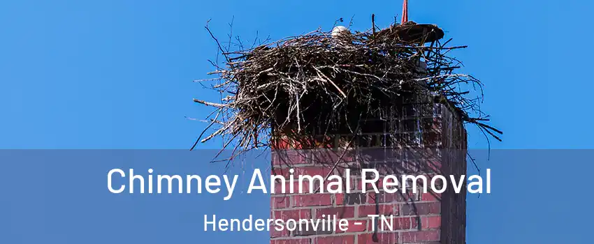 Chimney Animal Removal Hendersonville - TN