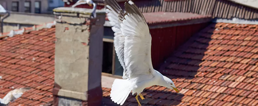 Residential Chimney Animal Removal Solution in Hendersonville, TN