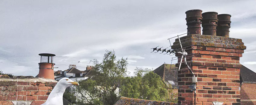 Chimney Cleaning And Restoration in Hendersonville, Tennessee